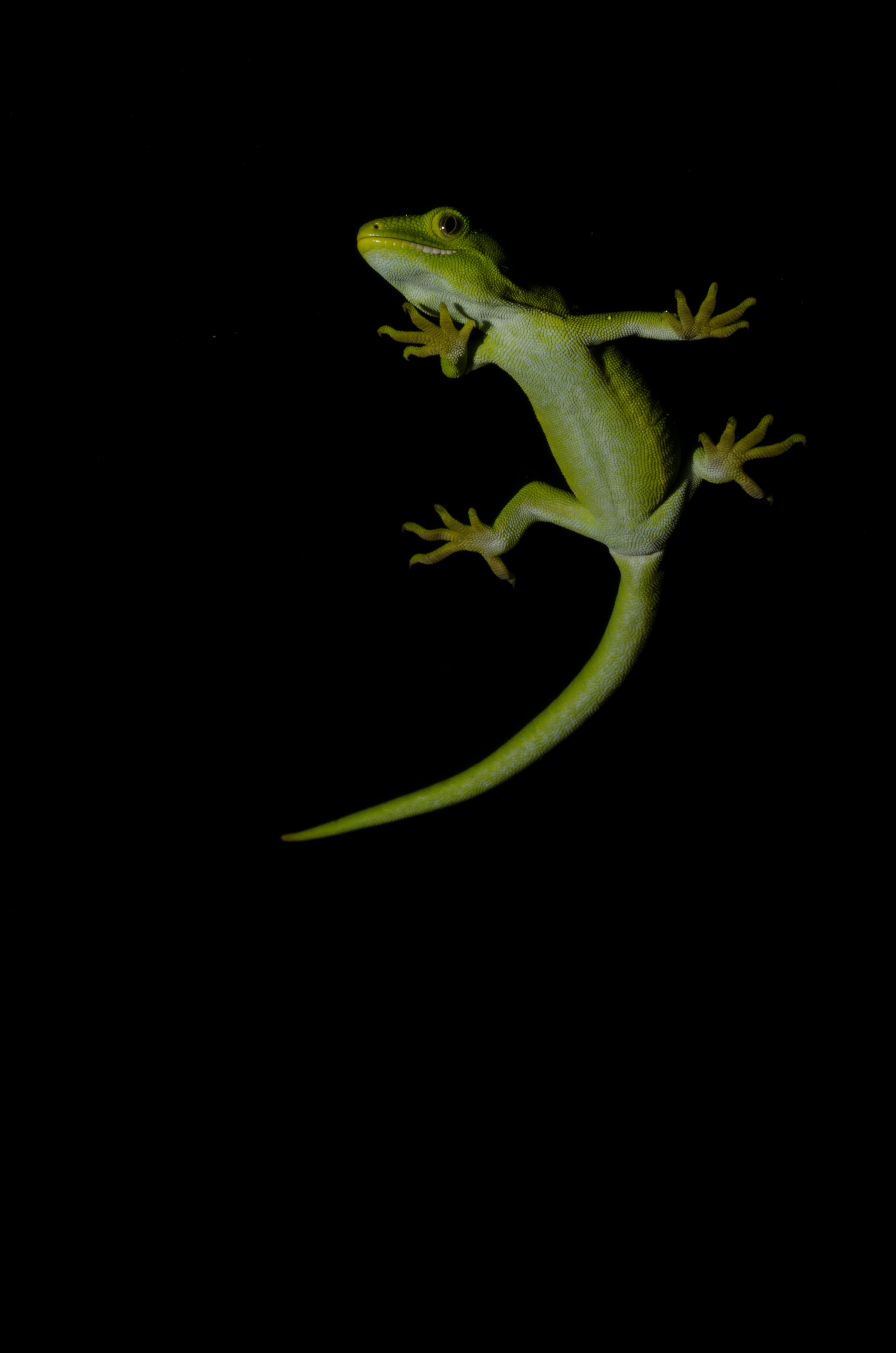 DSC_6046 – Auckland, green, gecko, Naultinus, elegans, elegans, home, lizard, Crispin, reptiles, amphibians, rare, cold, blood, new, new zealand, zealand, nz